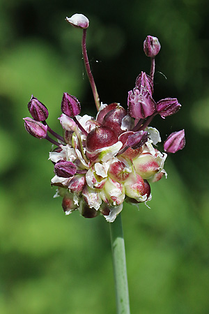 Allium scorodoprasum