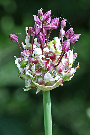 Allium scorodoprasum