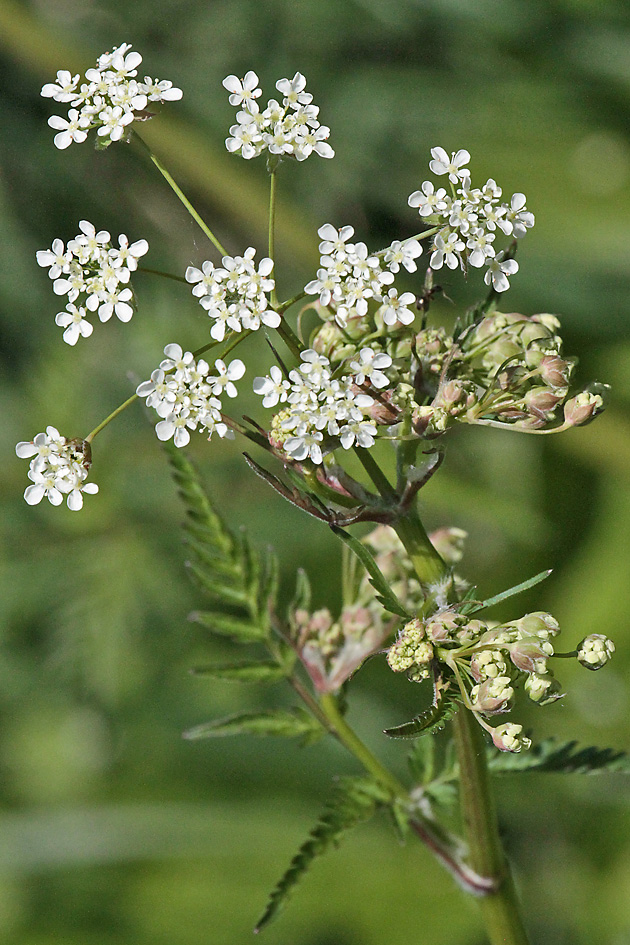 Anthriscus sylvestris