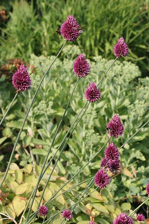 Allium sphaerocephalon