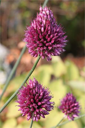 Allium sphaerocephalon