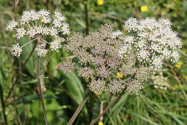 Angelica sylvestris