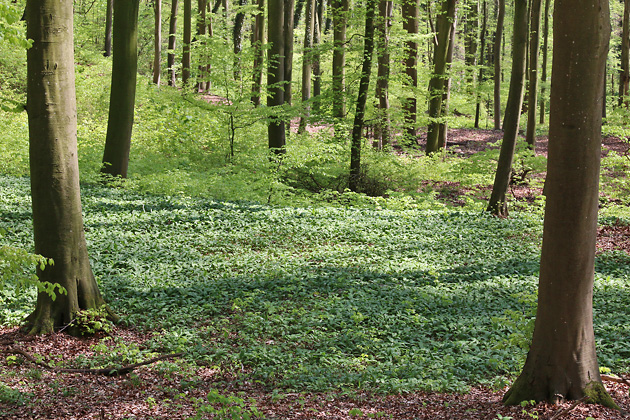 Allium ursinum (19.4.2019) Allium ursinum