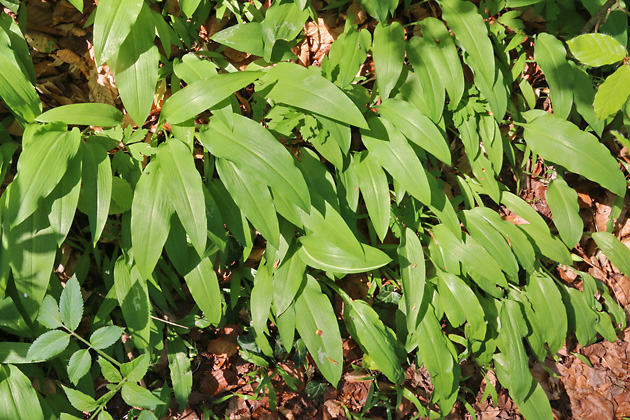 Allium ursinum (19.4.2019) Allium ursinum