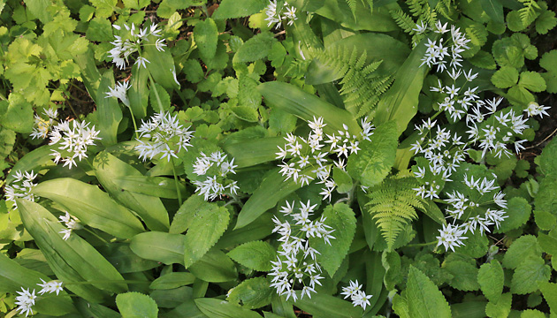 Allium ursinum (3.5.2022) Allium ursinum