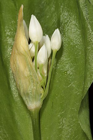 Allium ursinum