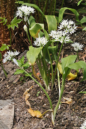 Allium ursinum