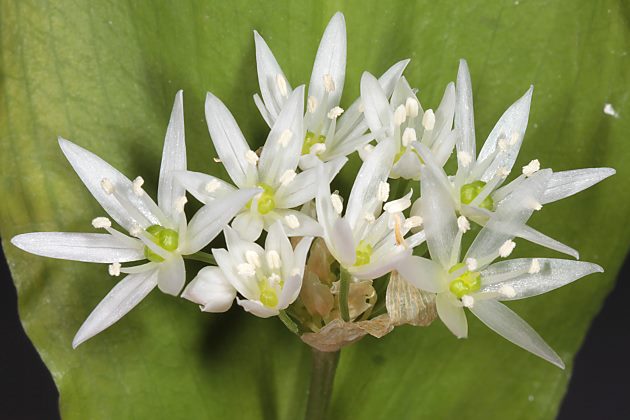 Allium ursinum