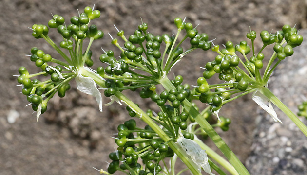 Allium ursinum, verblüht (5.5.2022) Allium ursinum