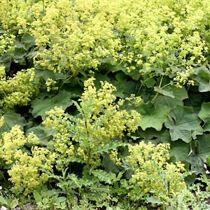 Alchemilla vulgaris