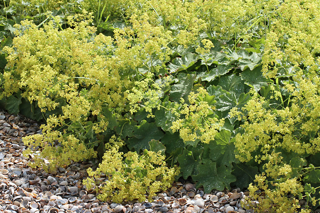 Alchemilla vulgaris