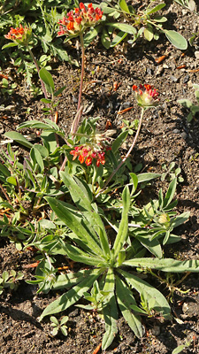 Anthyllis vulneraria