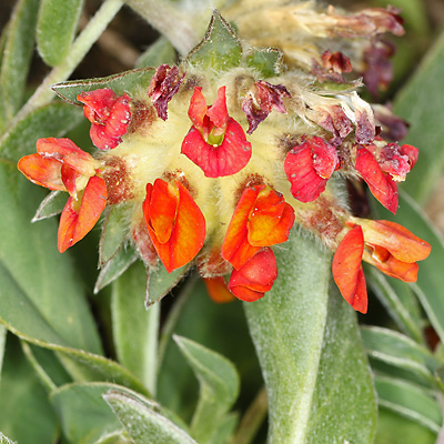 Anthyllis vulneraria