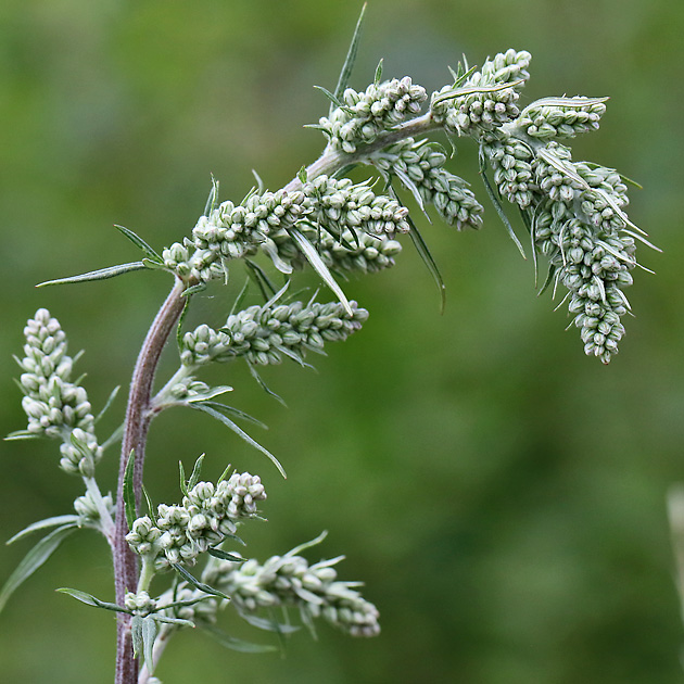 Artemisia vulgaris