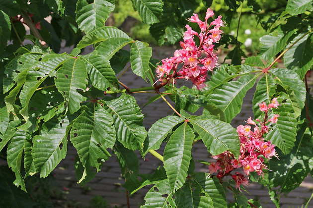 Aesculus &times; carnea