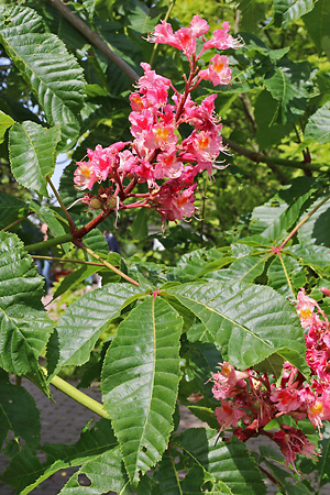 Aesculus &times; carnea