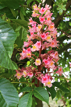 Aesculus &times; carnea