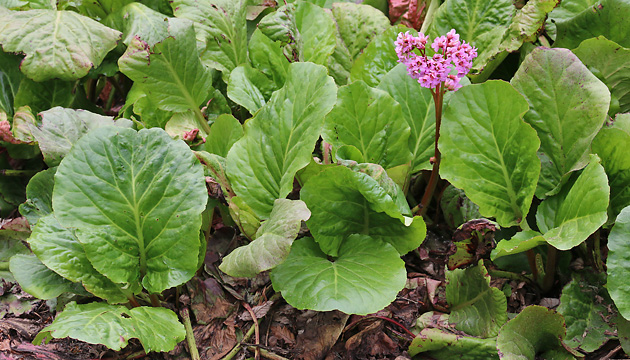 Bergenia cordifolia