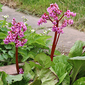 Bergenia cordifolia