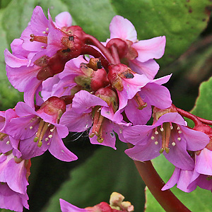 Bergenia cordifolia