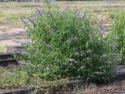 Buddleja davidii