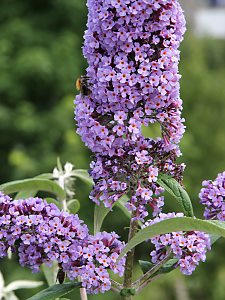 Buddleja davidii