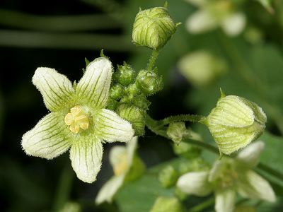 Bryonia dioica