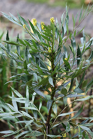 Berberis eurybracteata