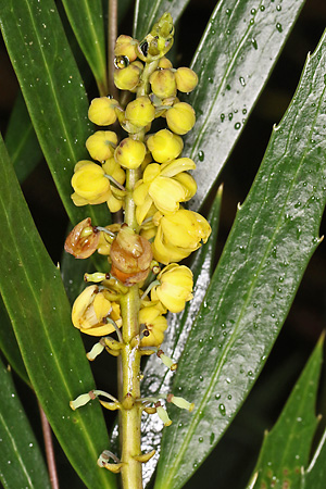 Berberis eurybracteata