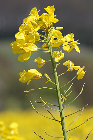 Brassica napus