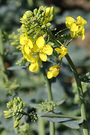 Brassica napus