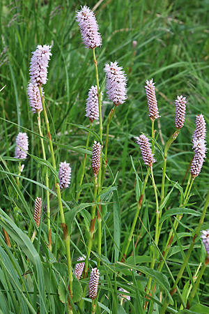 Bistorta officinalis