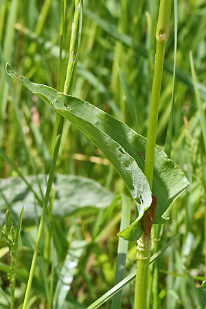 Bistorta officinalis