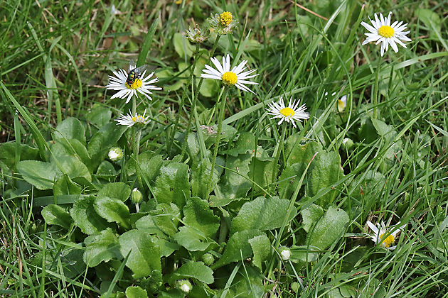 Bellis perennis