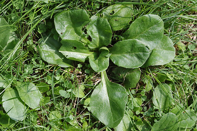 Bellis perennis