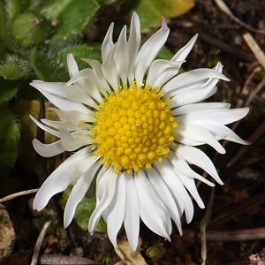 Bellis perennis