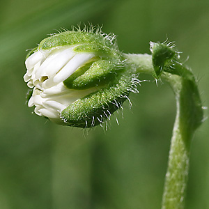 Bellis perennis
