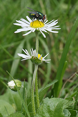Bellis perennis