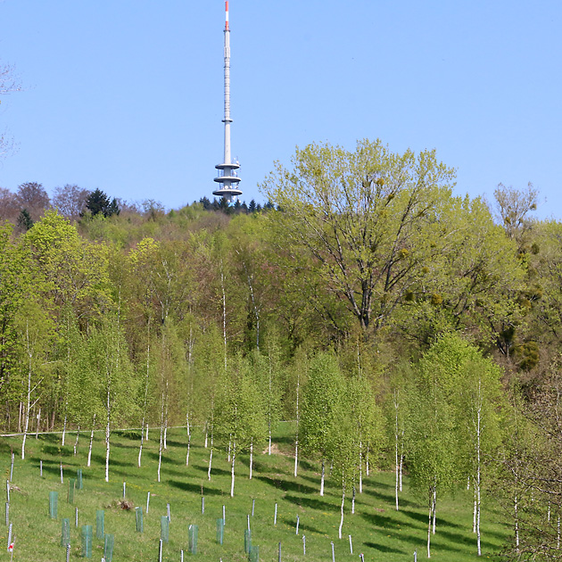 Betula pubescens (19.4.2019) Betula pubescens