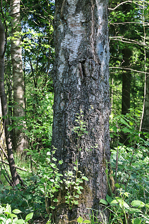 Betula pubescens (11.5.2022) Betula pubescens