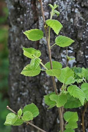 Betula pubescens (11.5.2022) Betula pubescens
