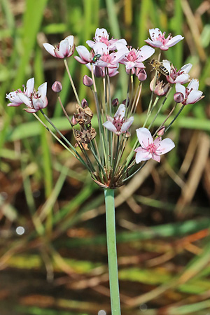 Butomus umbellatus
