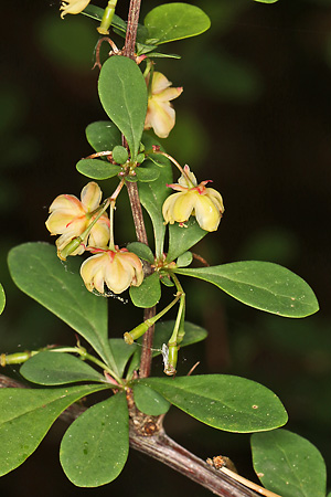 Berberis vulgaris