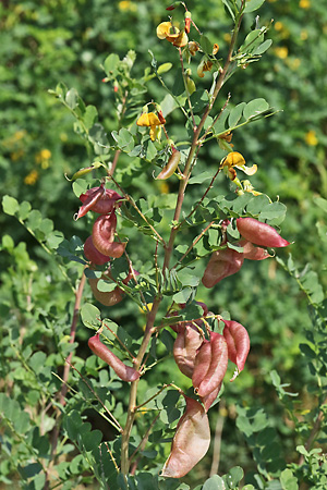 Caragana arborescens (2.8.2021)