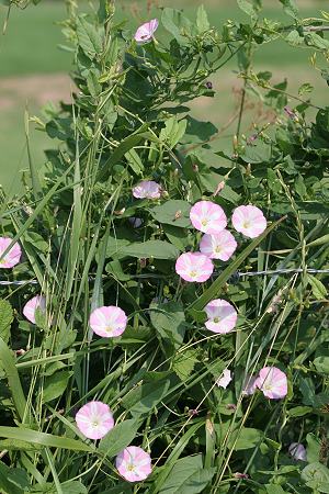 Convolvulus arvensis