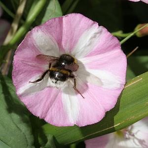 Convolvulus arvensis