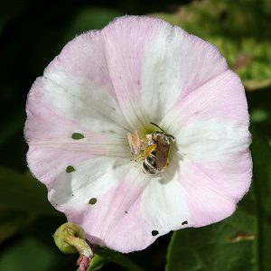 Convolvulus arvensis
