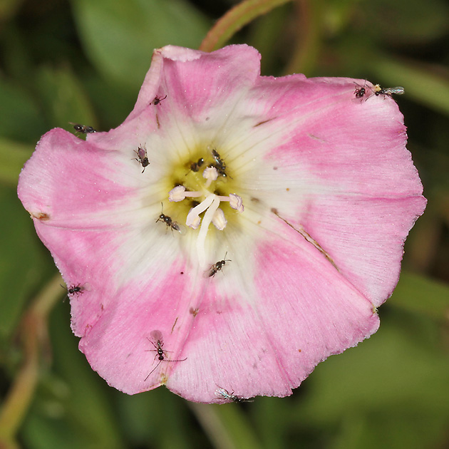 Convolvulus arvensis