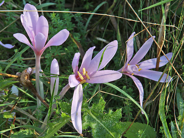 Colchicum autumnale