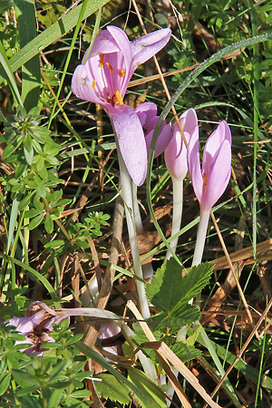 Colchicum autumnale